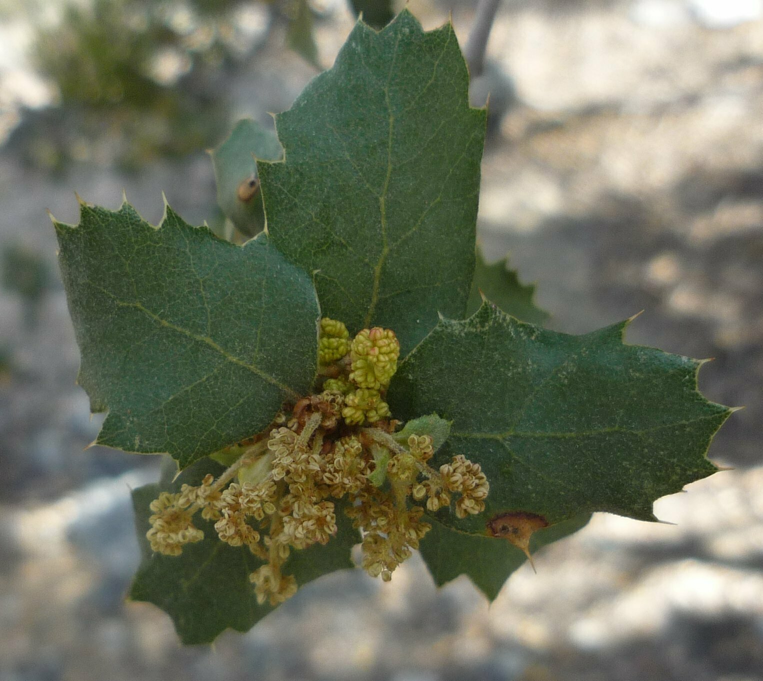 High Resolution Quercus turbinella Flower
